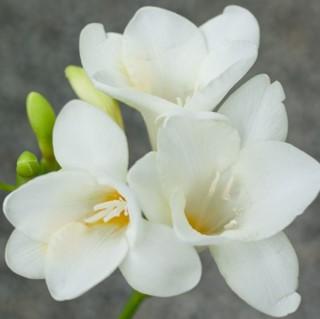 White Freesia Reed Diffuser